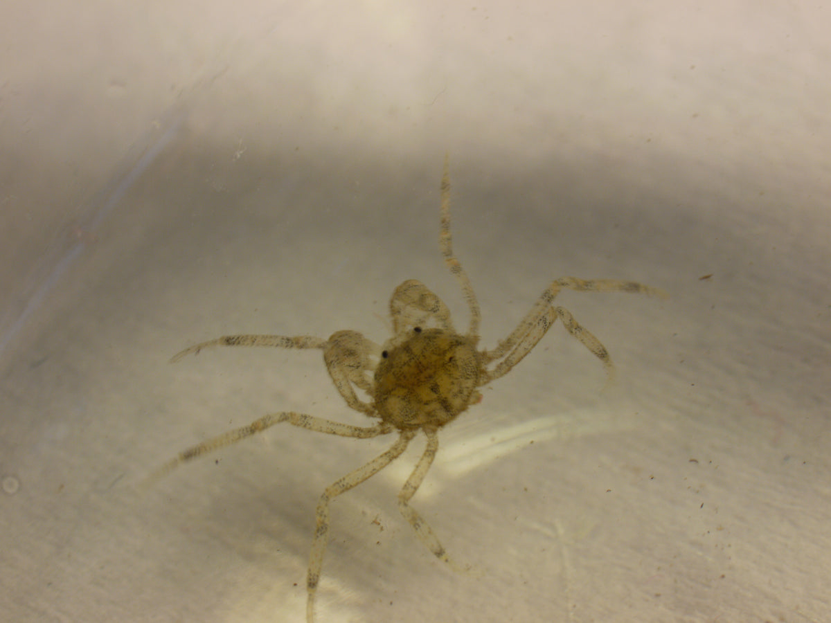 Thai Micro Spider Crab (representative photo)