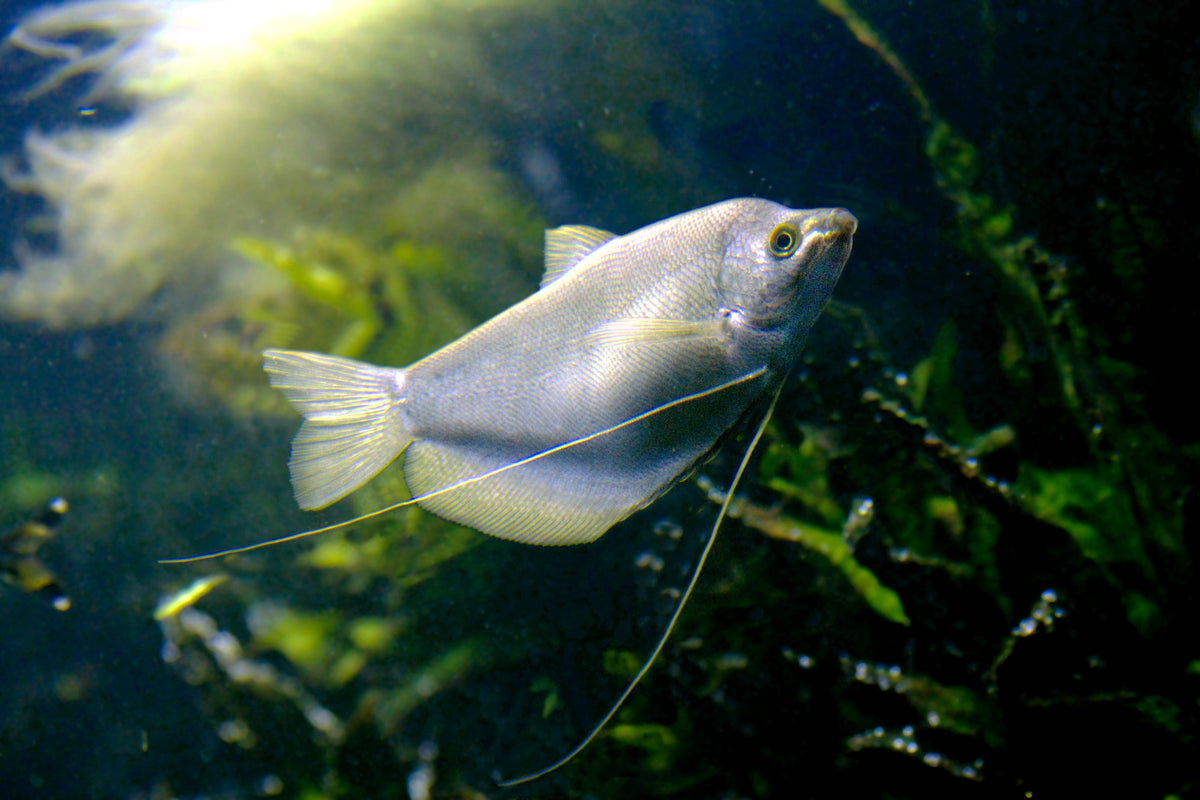 Moonlight Gourami (representative photo)