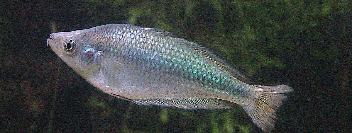 Australian Rainbowfish (representative photo)