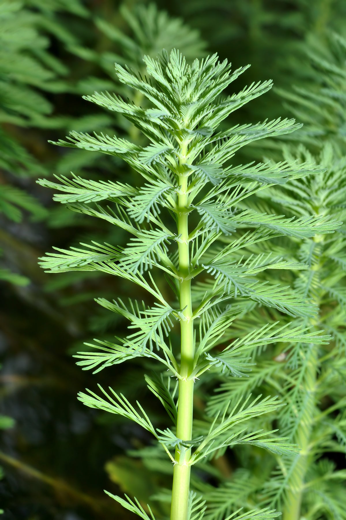 Myriophyllum Green (Bunch) (representative photo)