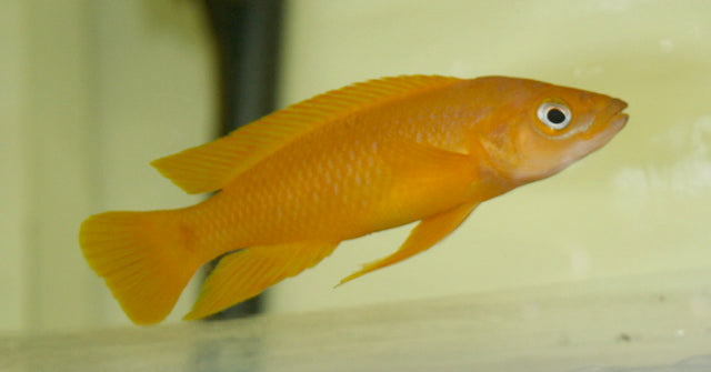 Lamprologus Leleupi African Cichlid (representative photo)