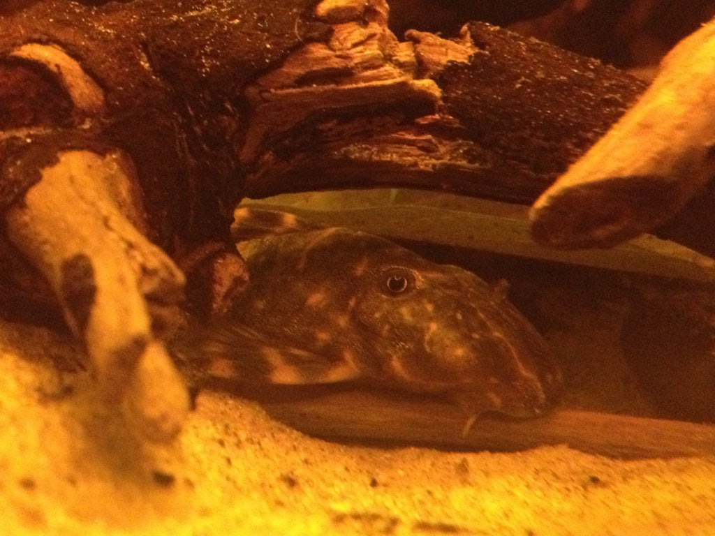 Clown Pleco (representative photo)