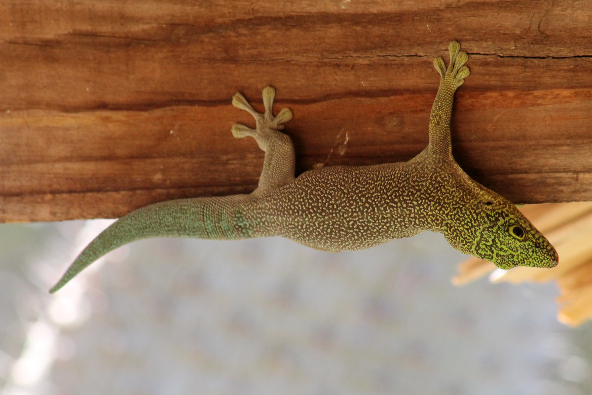 Day Gecko Standing - Small (CB) (representative photo)