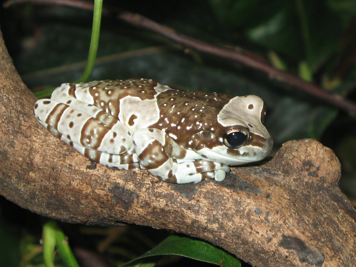 Amazon Milk Frog (representative photo)