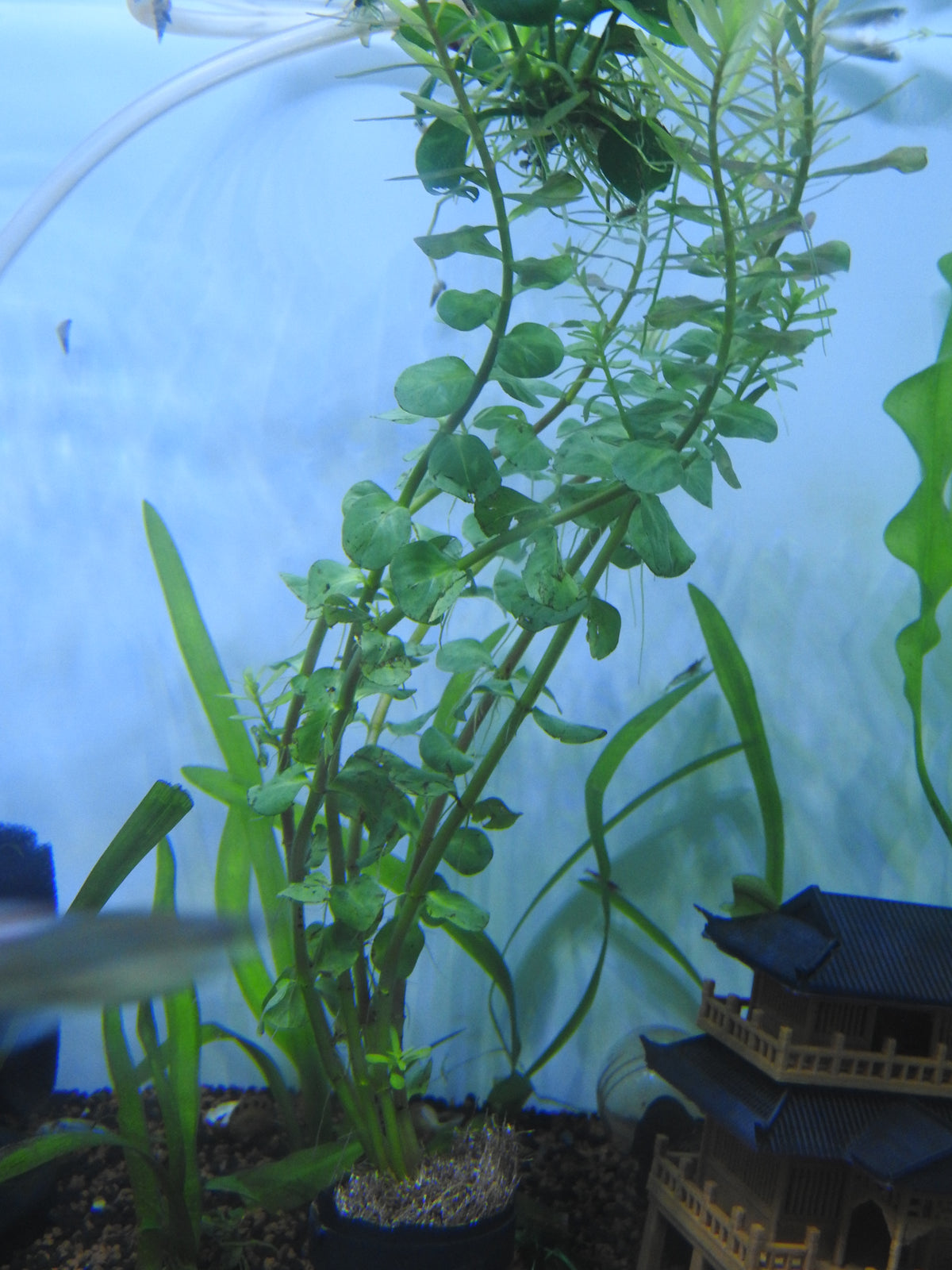 Rotala Macrandra (Bunch) (representative photo)