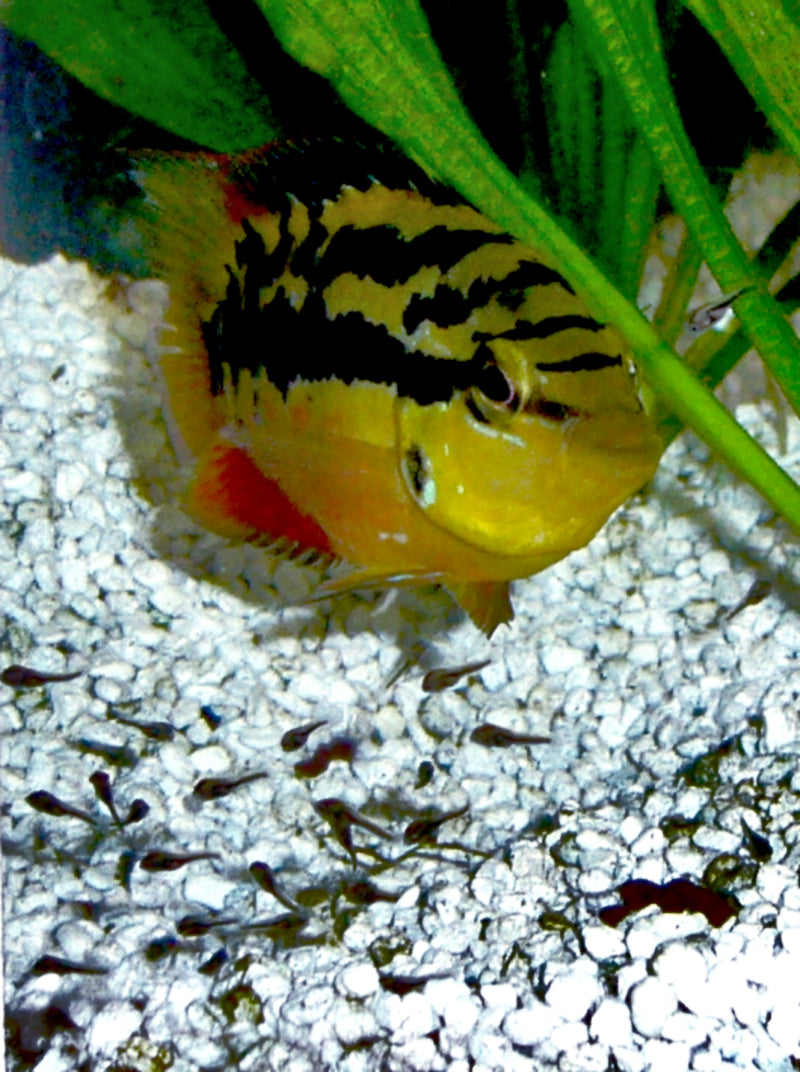 Salvini Cichlid (representative photo)