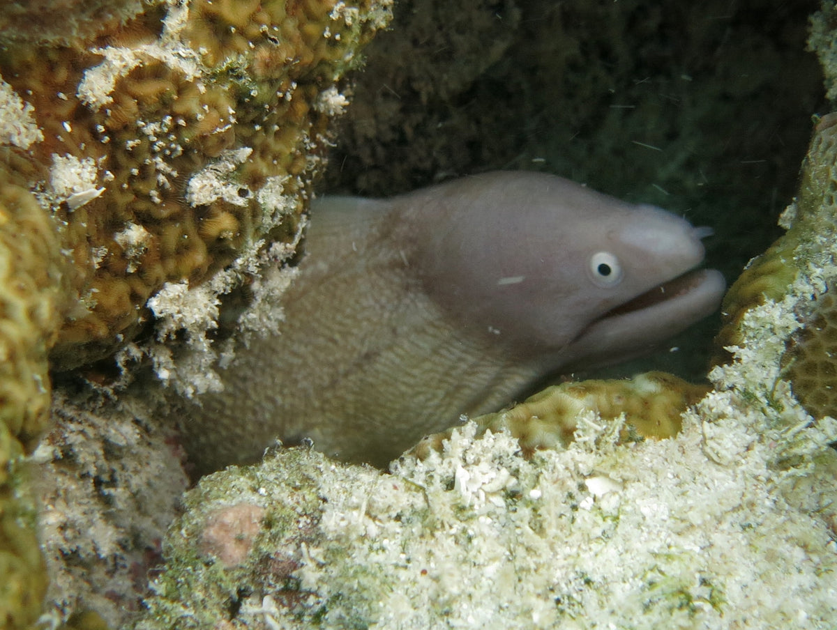 White-Eyed Moray Eel