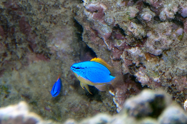 Fiji Devil Damsel