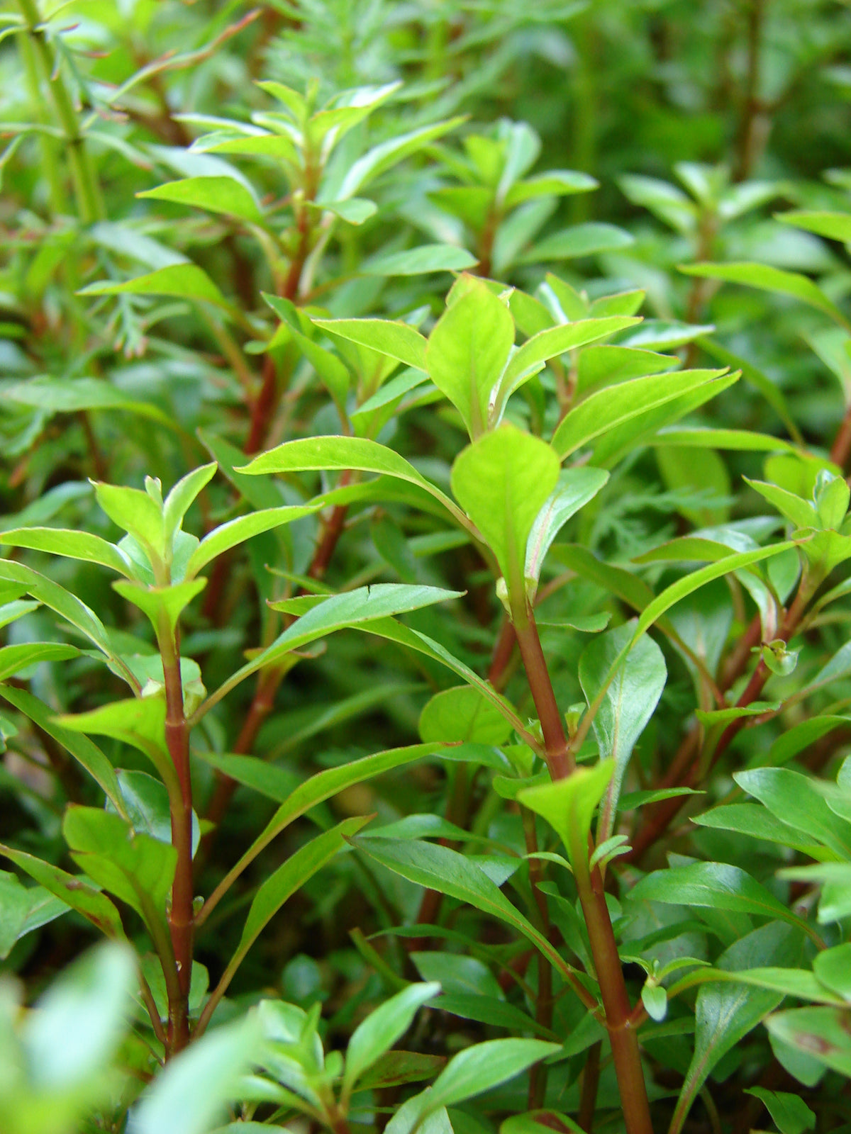 Ludwigia Palustris (Bunch) (representative photo)