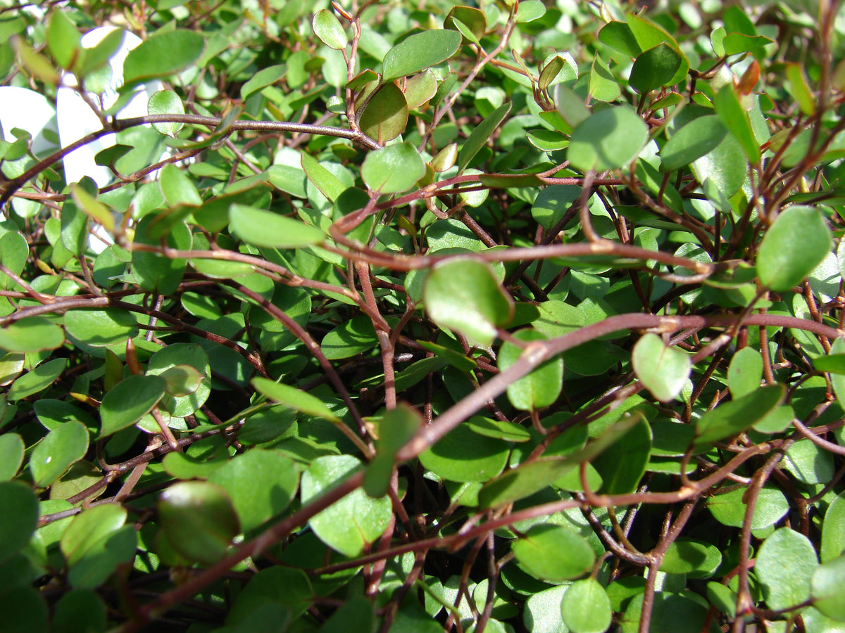 Muehlenbeckia 2" (Potted) (representative photo)