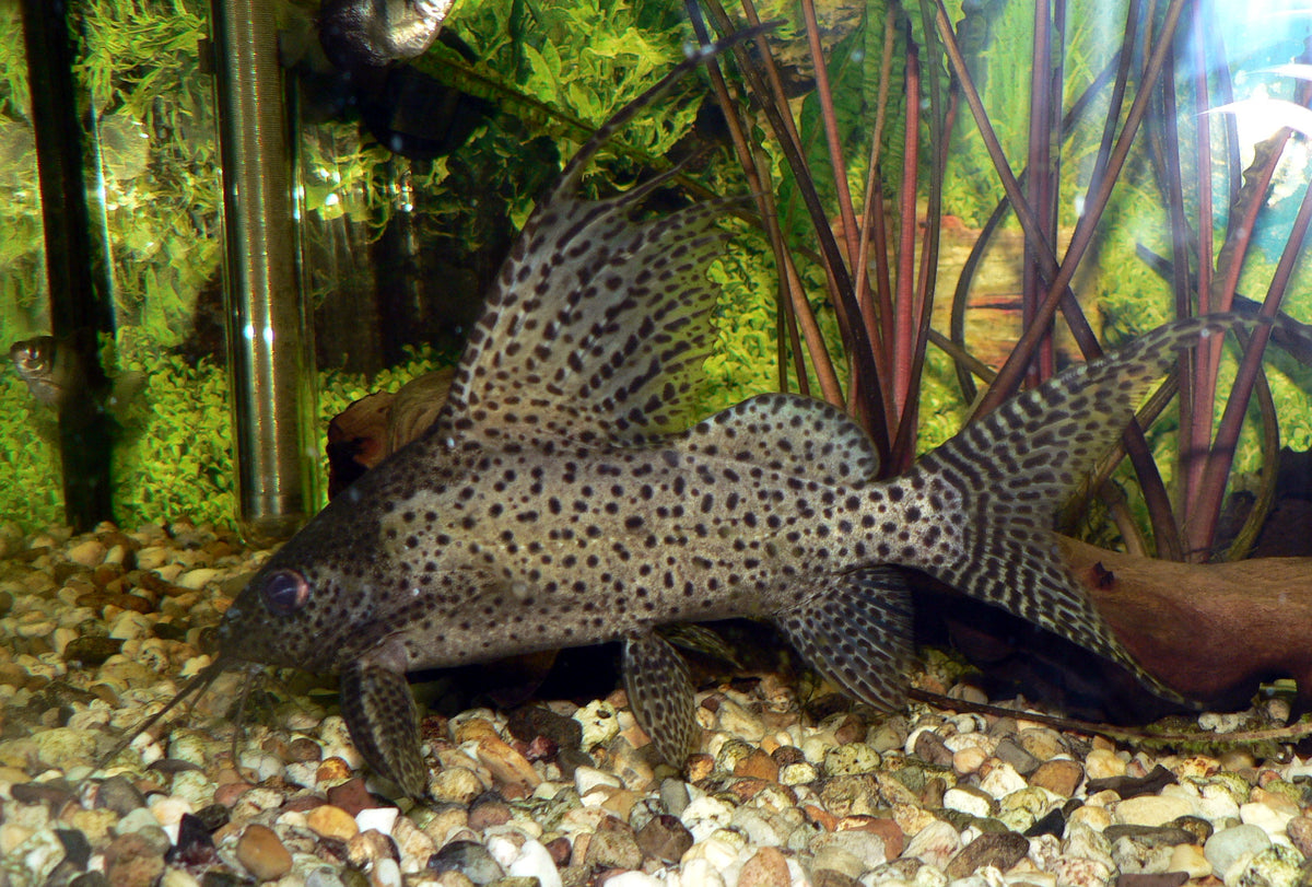 Eupterus Synodontis (representative photo)