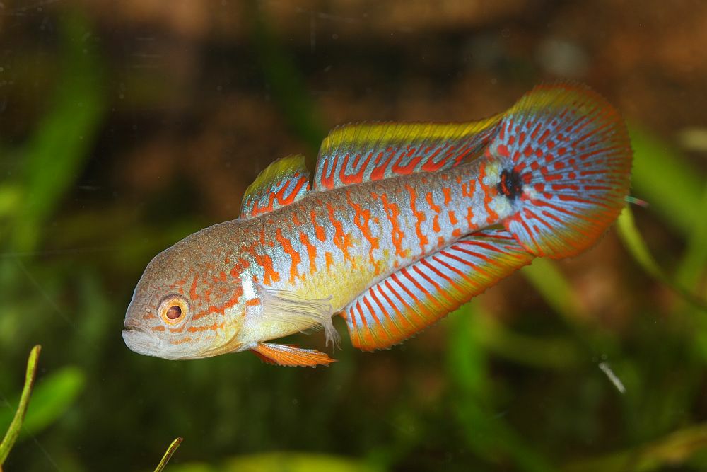 Peacock Gudgeon (representative photo)