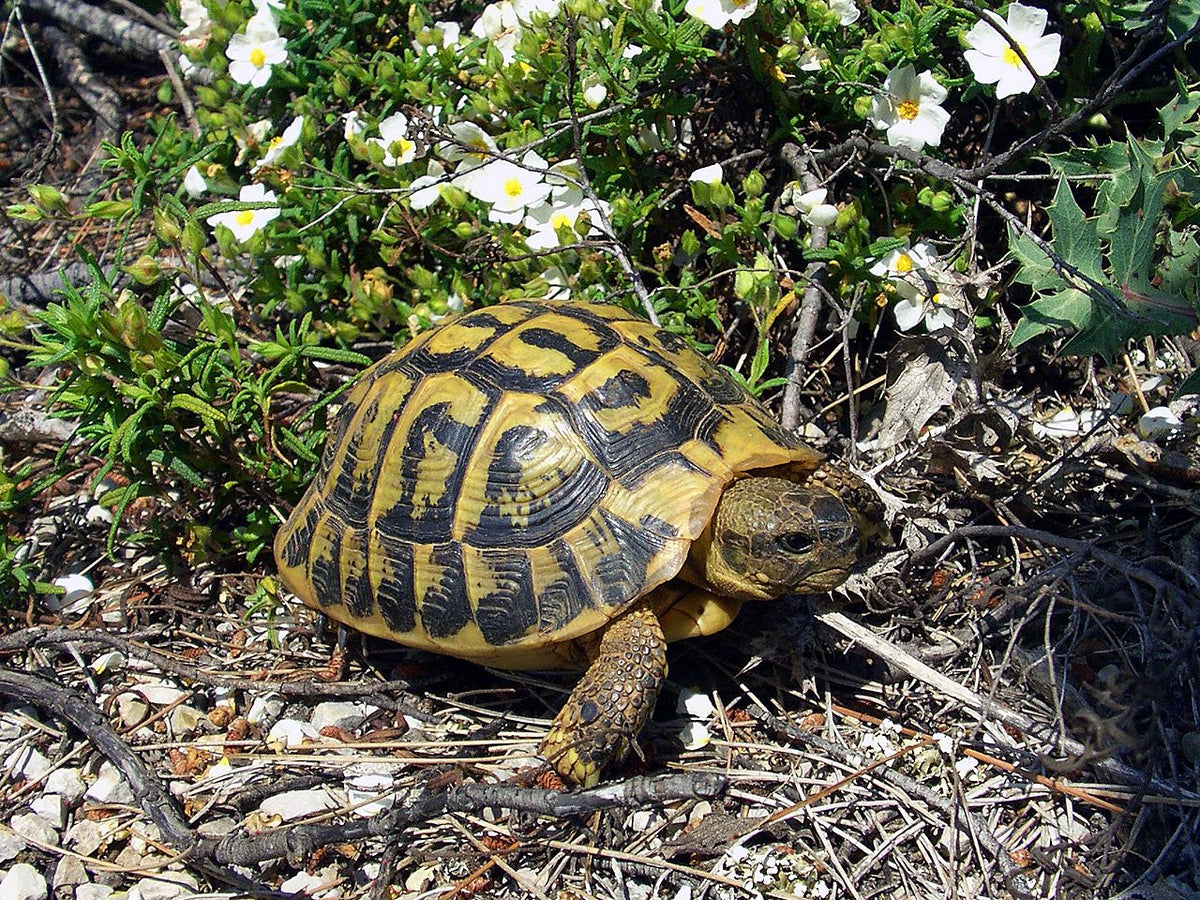 Hermann's Tortoise - 4"+ (representative photo)