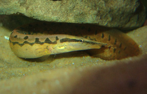 Spiny Tiretrack Eel (representative photo)