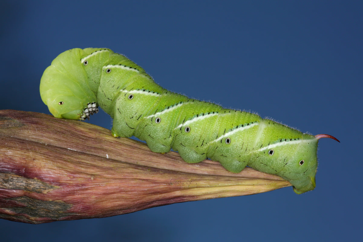 Benebugs Horn Worms 6ct (representative photo)