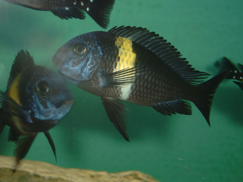 Tropheus Duboisi African Cichlid (representative photo)
