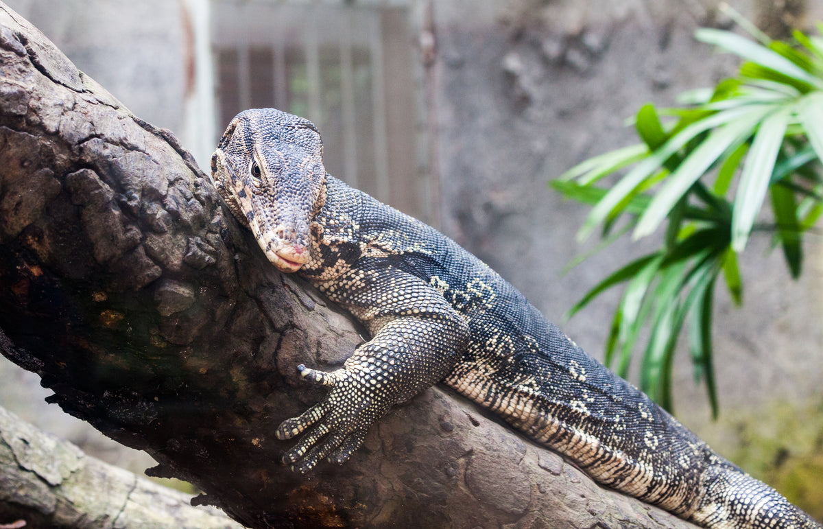 Asian Water Monitor - Small (representative photo)
