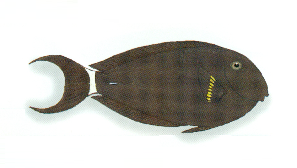Epaulette Tang