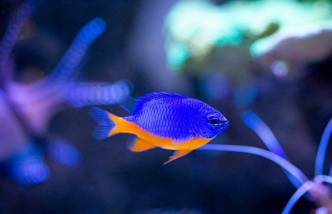 Azure Damsel