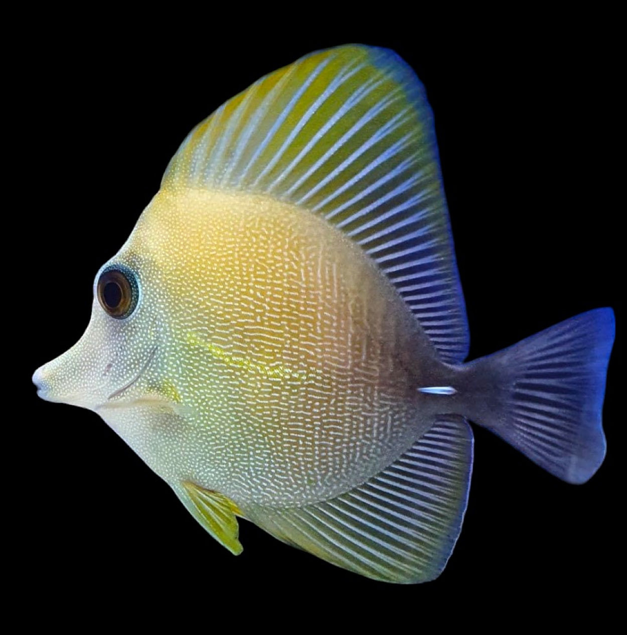 Brown Tang