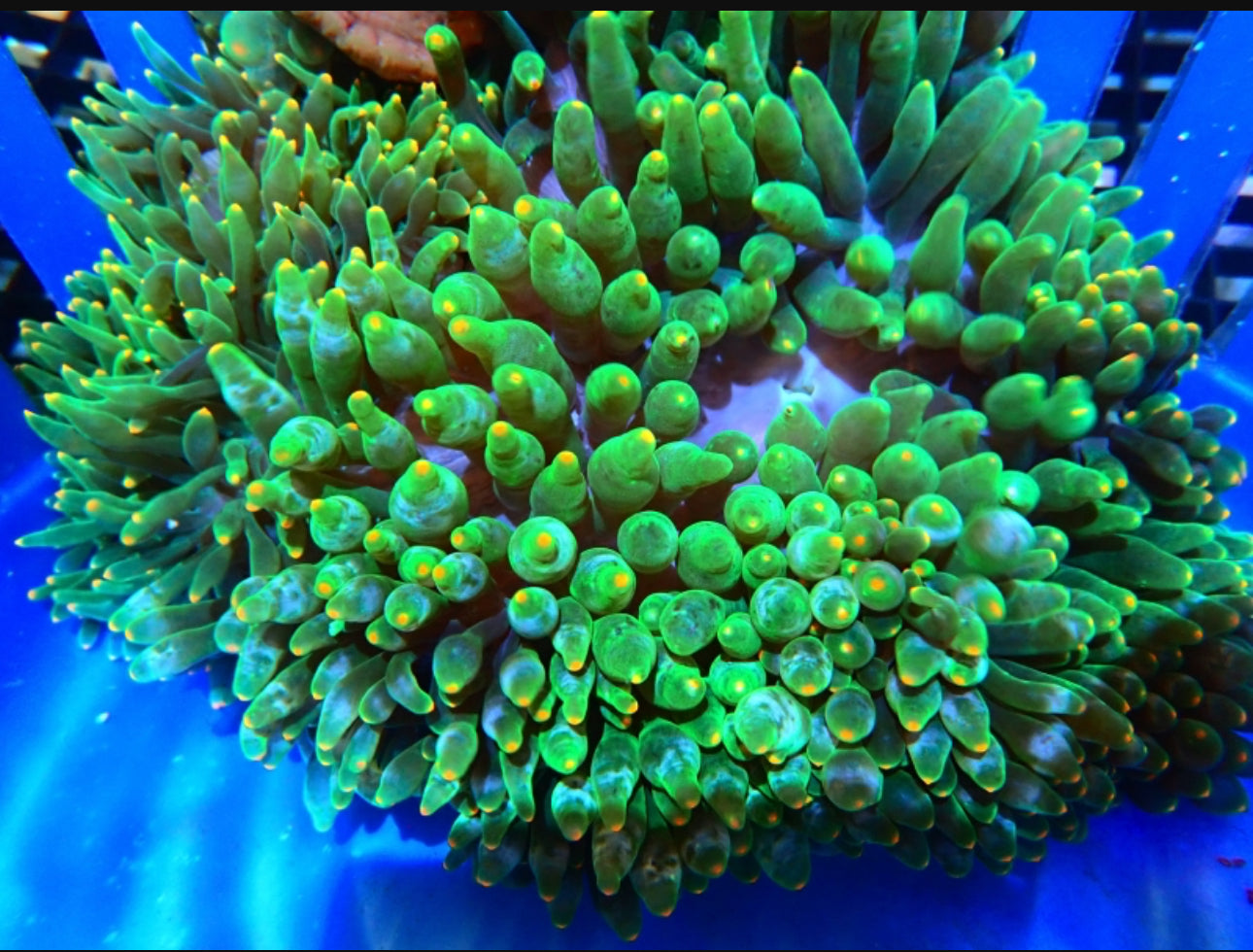 Bubble Anemone
