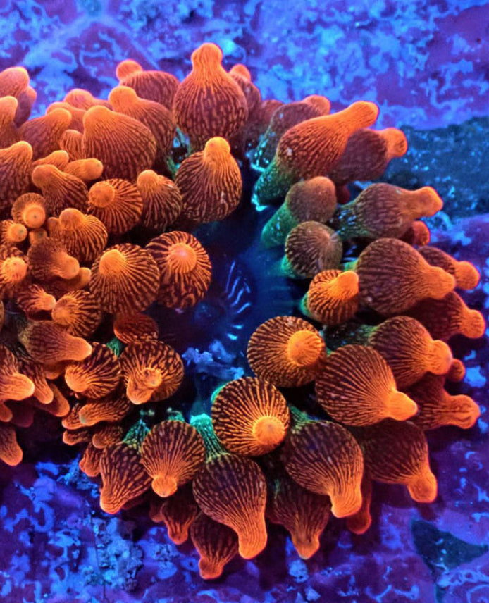 Bubble Rose Anemone