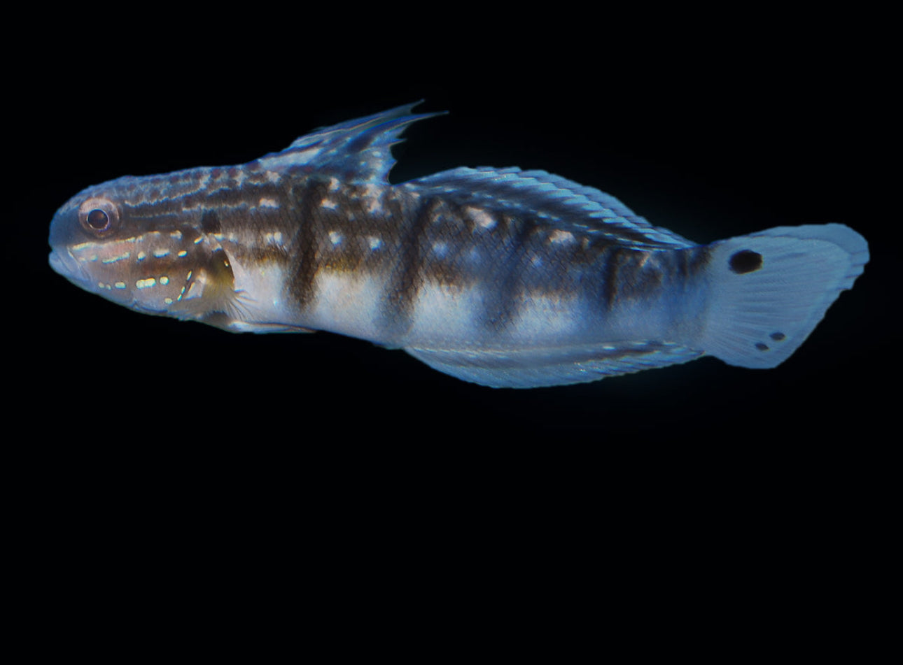 Bullet Goby
