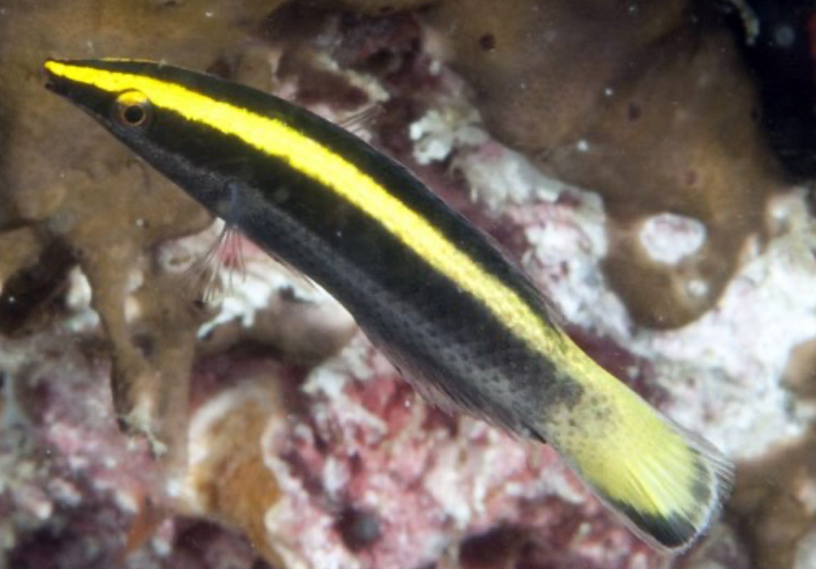 Cleaner Bicolor Wrasse