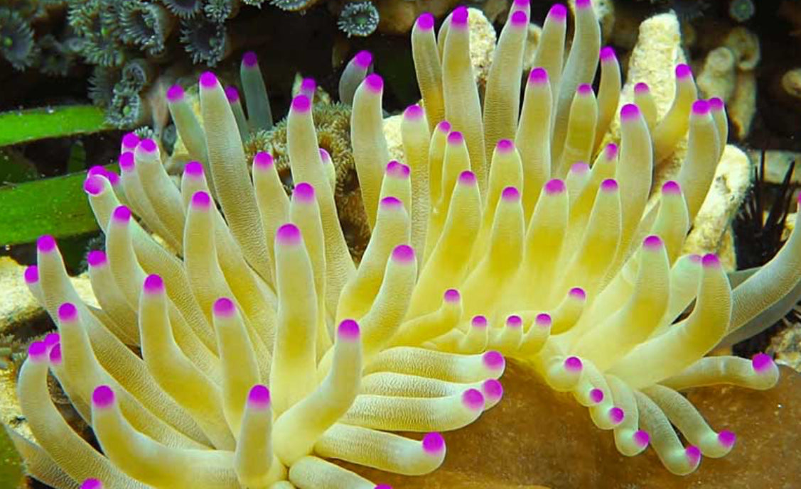 Condy Haiti Pink Tips Anemone