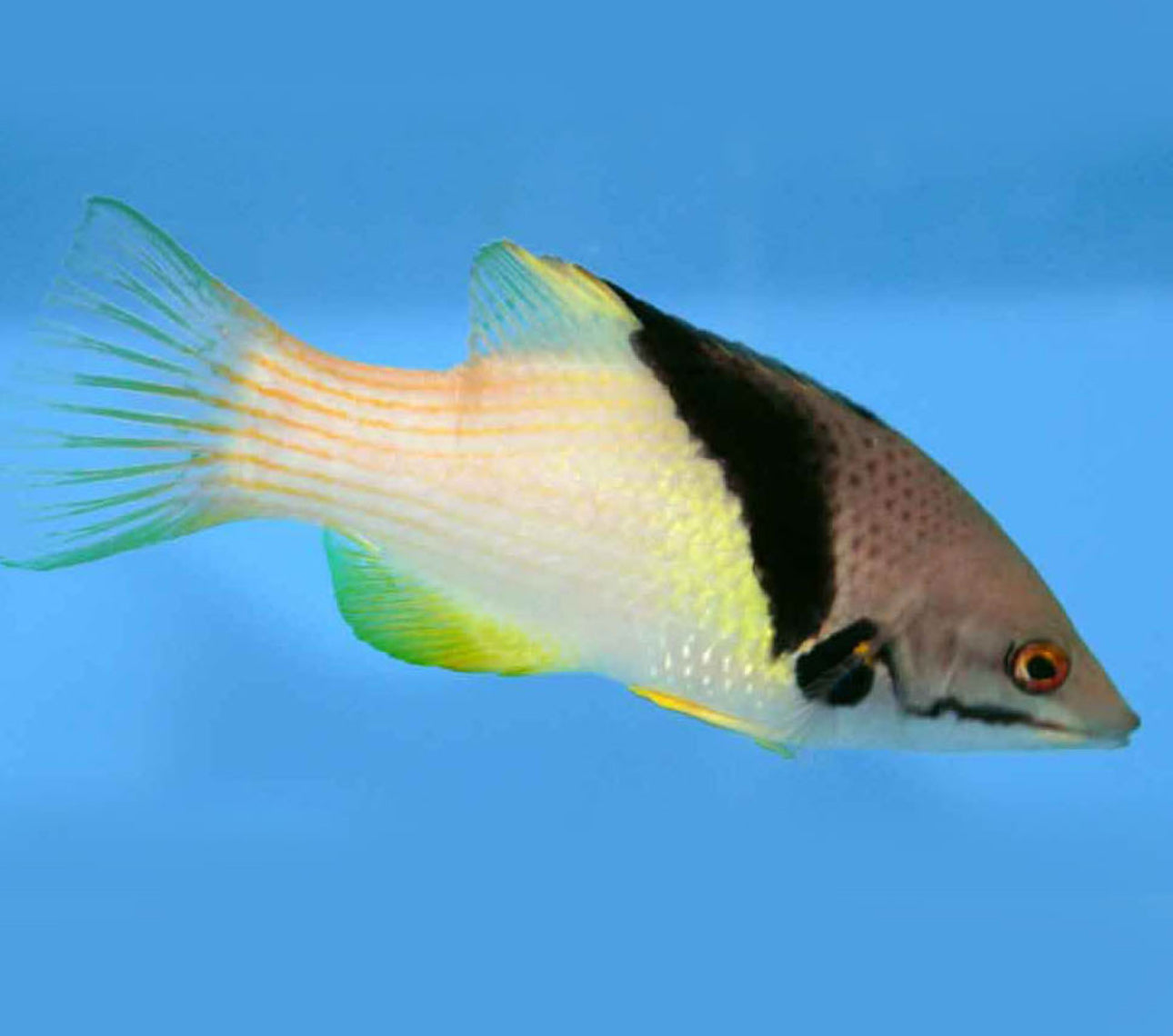 Coral Hog