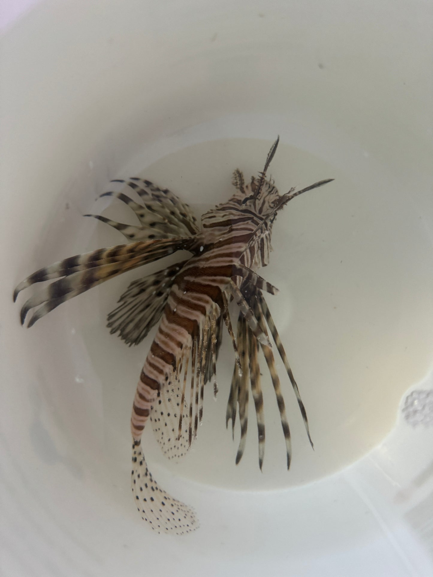 Dwarf (Venomous) Lionfish