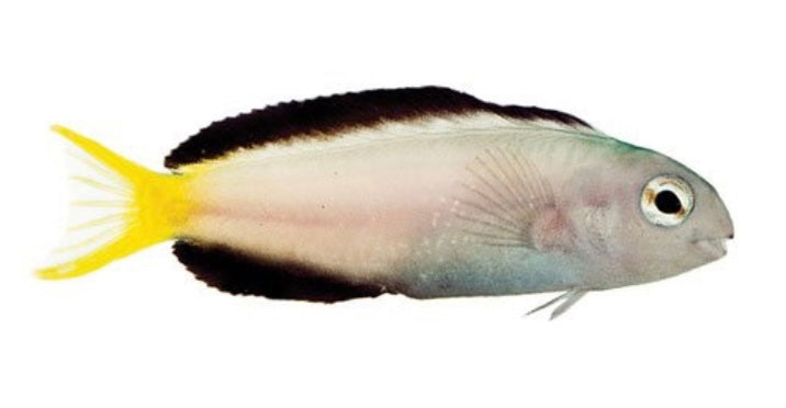 Forktail Blenny