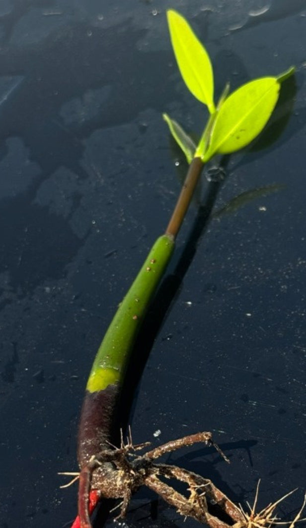 Mangrove Red w/ Leaves Plant