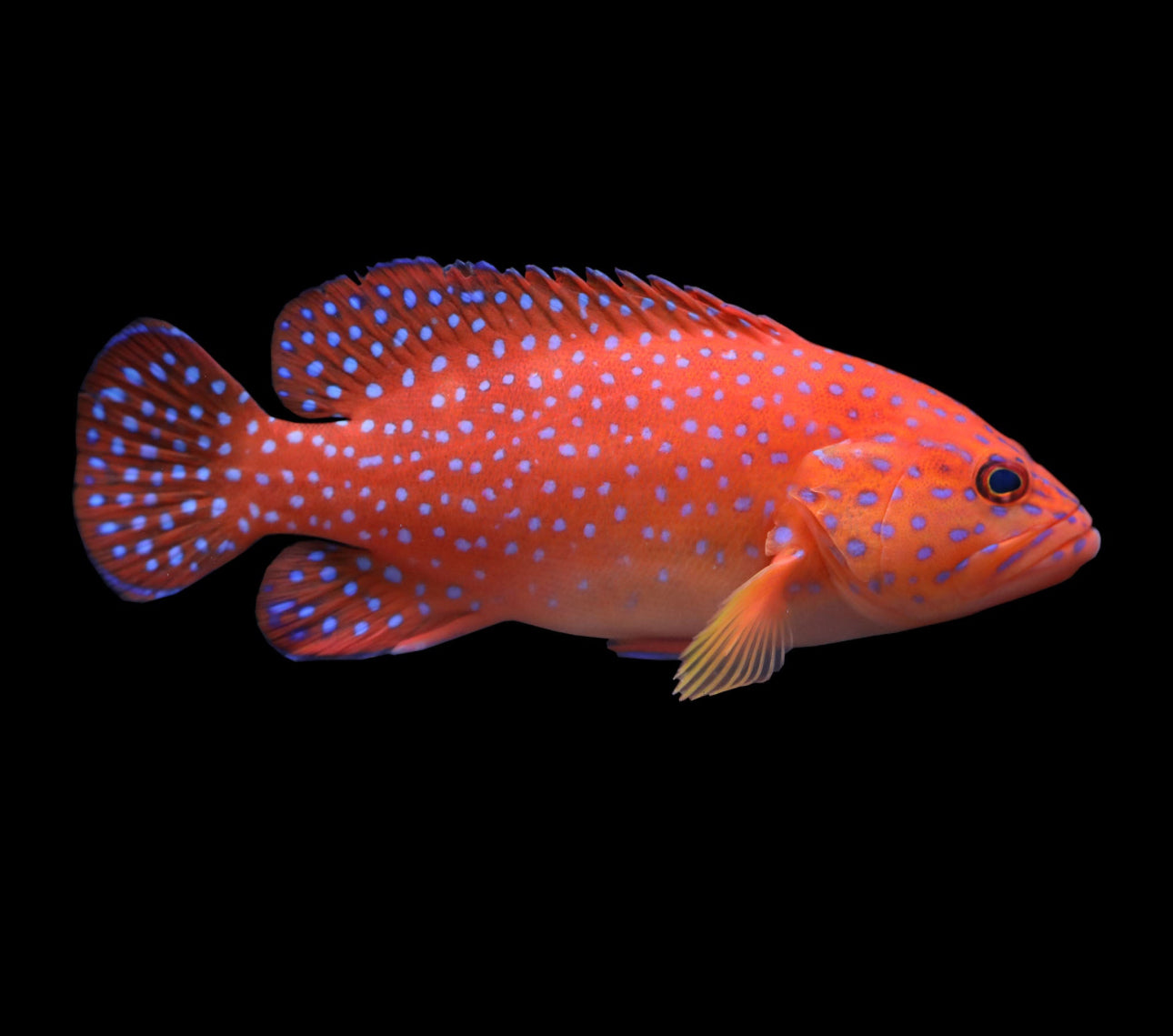 Miniatus Grouper