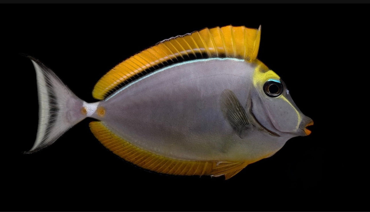 Naso Blonde Sm Tang