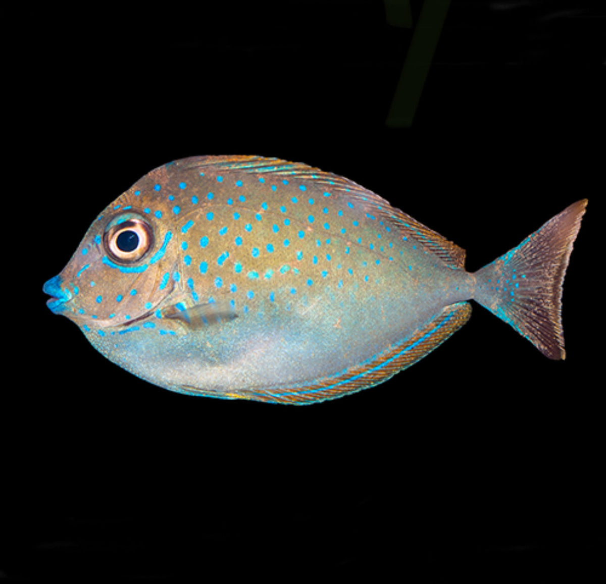 Naso Vlamingii Tang