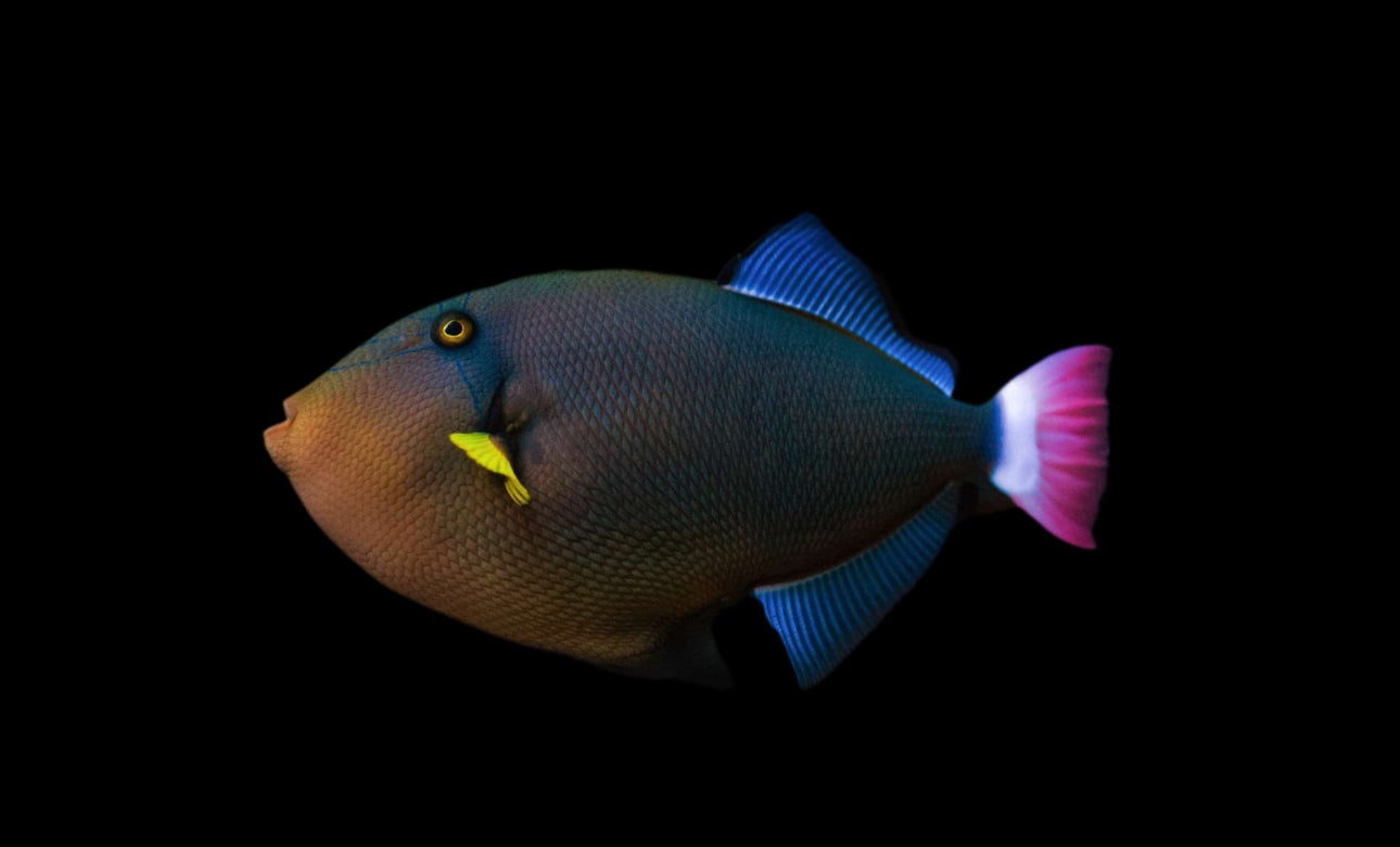 Pinktail Trigger