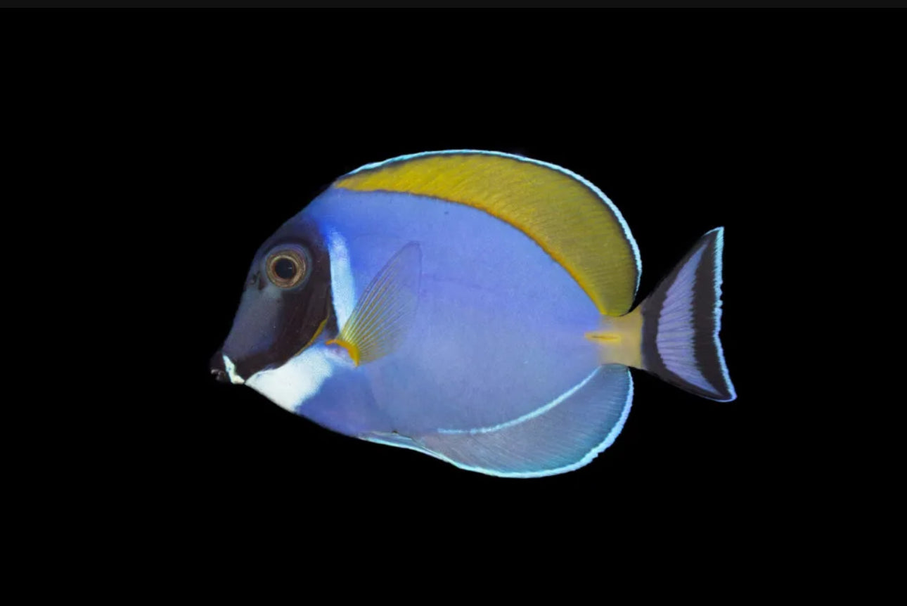 Powder Blue Sm Tang