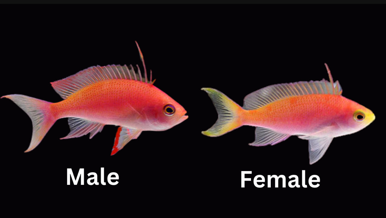 Red Randall Anthias