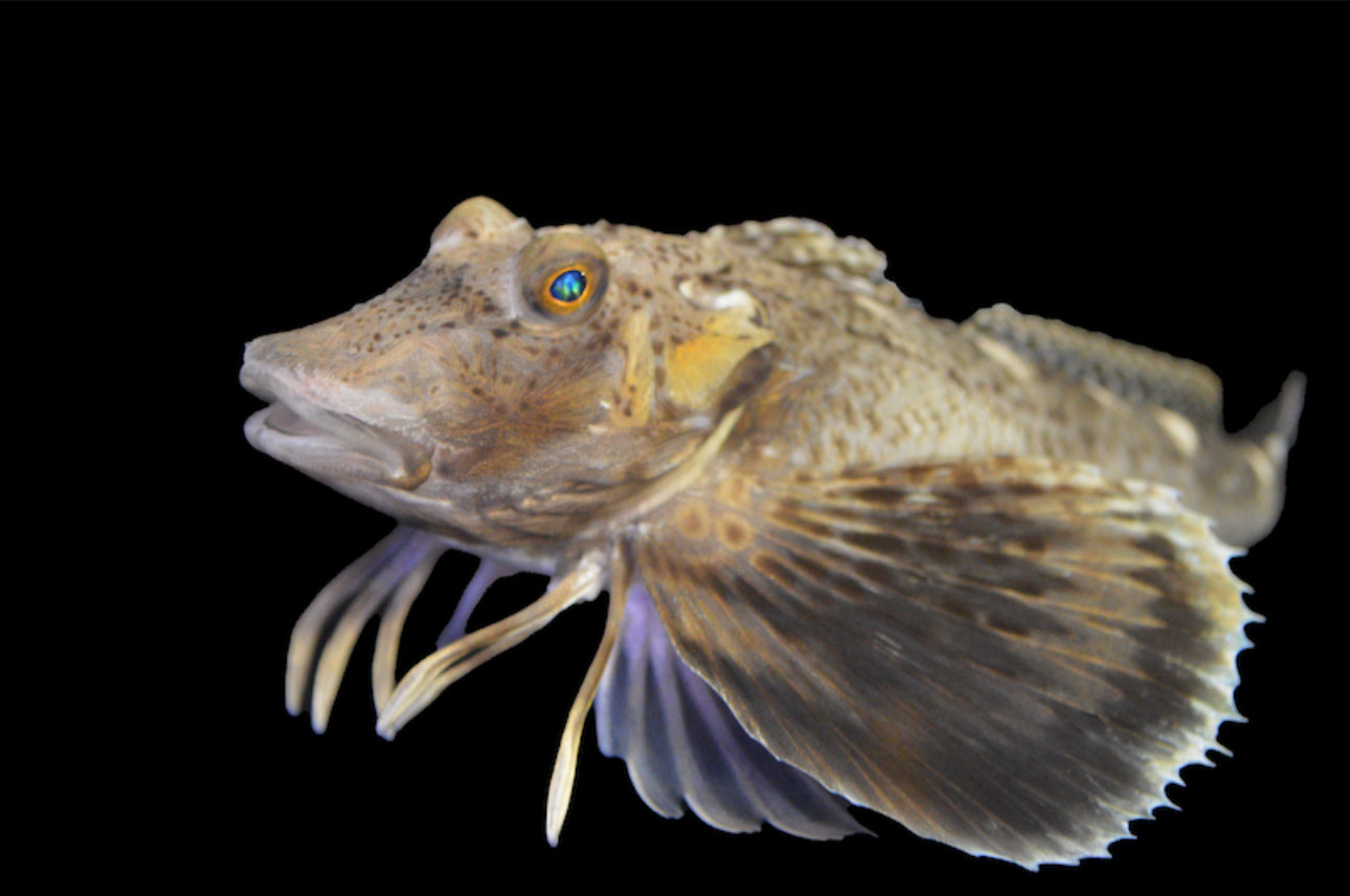 Sea Robin Md