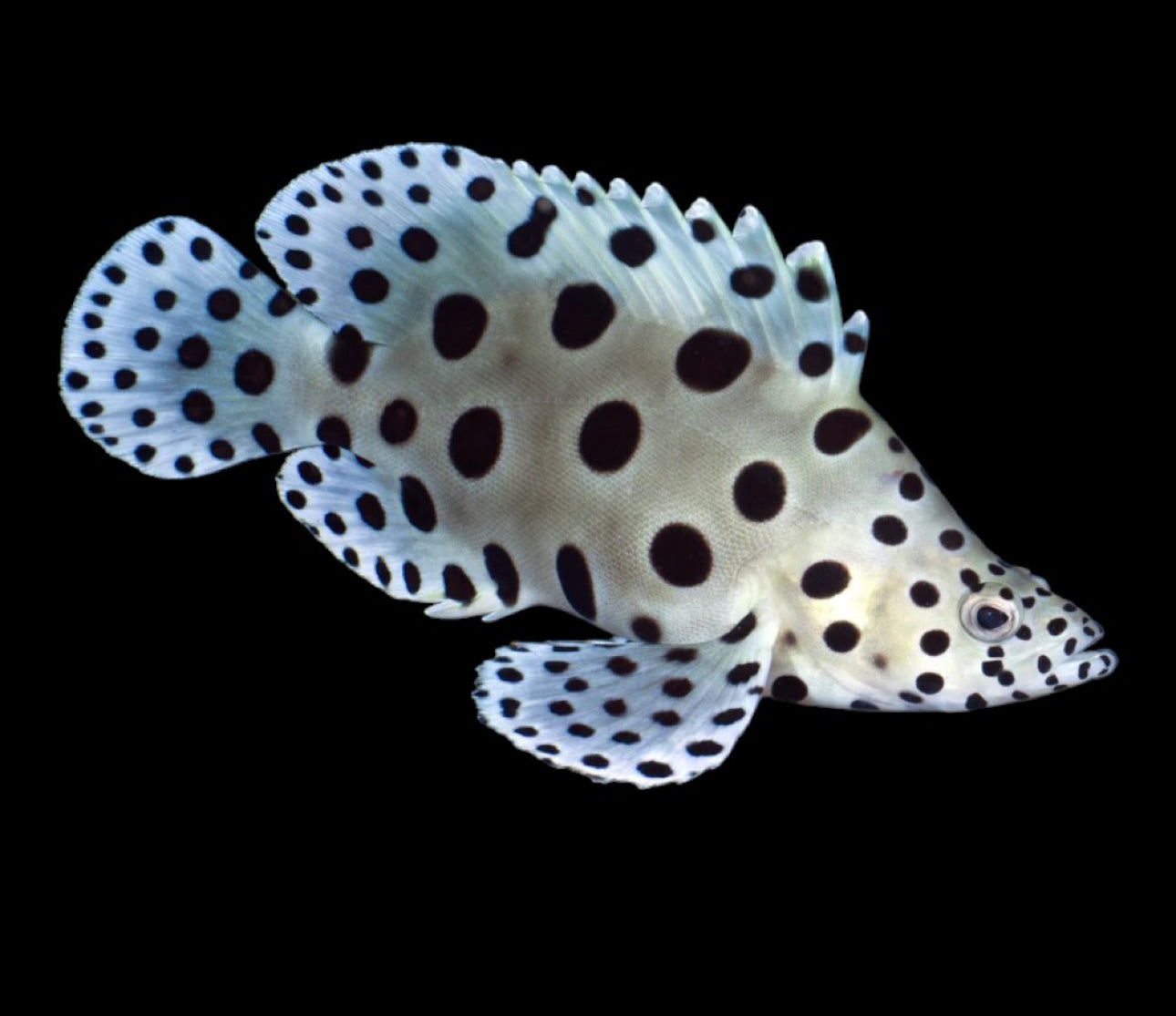 Panther Grouper