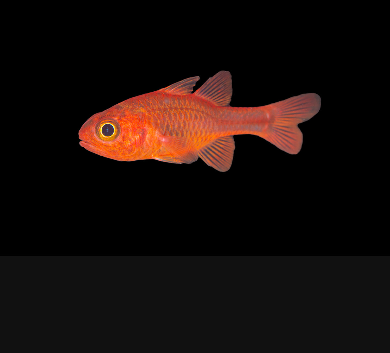 Ruby Cardinal