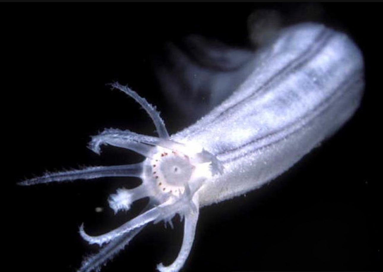 Medusa Worm