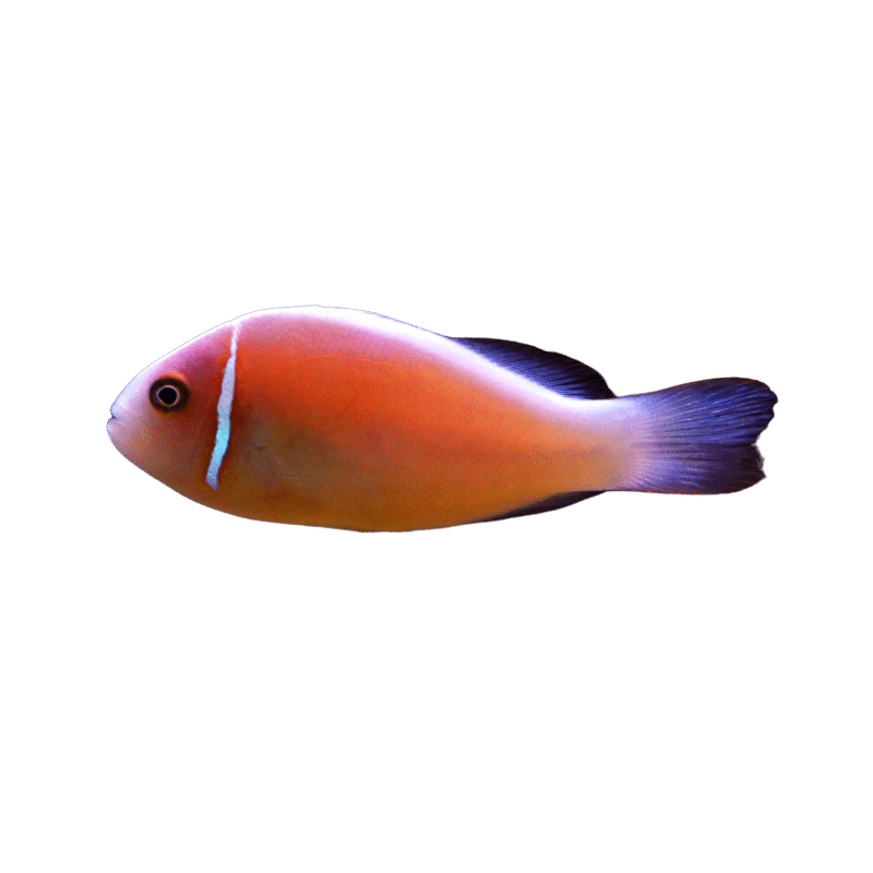 Skunk Pink Clown