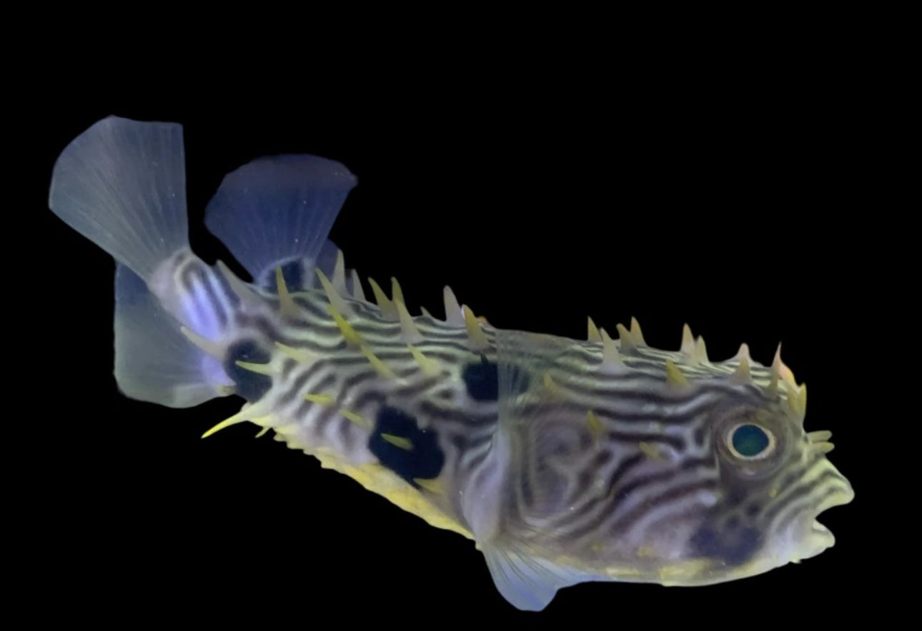 Spiny Box Puffer