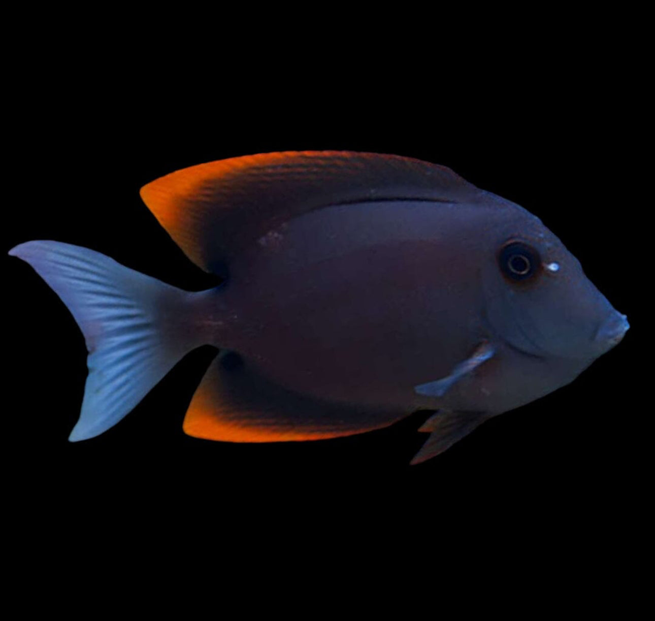 Tomini Tang