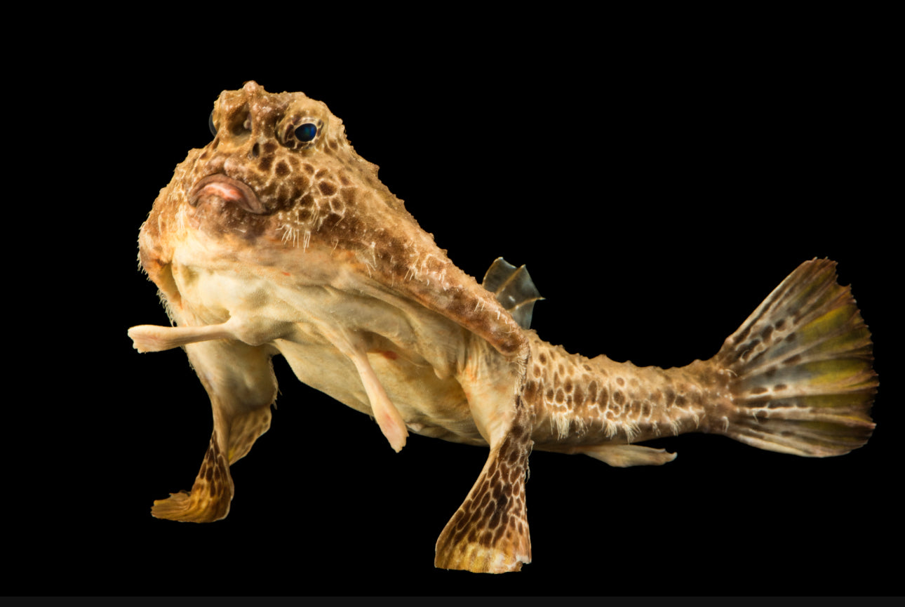 Walking Batfish