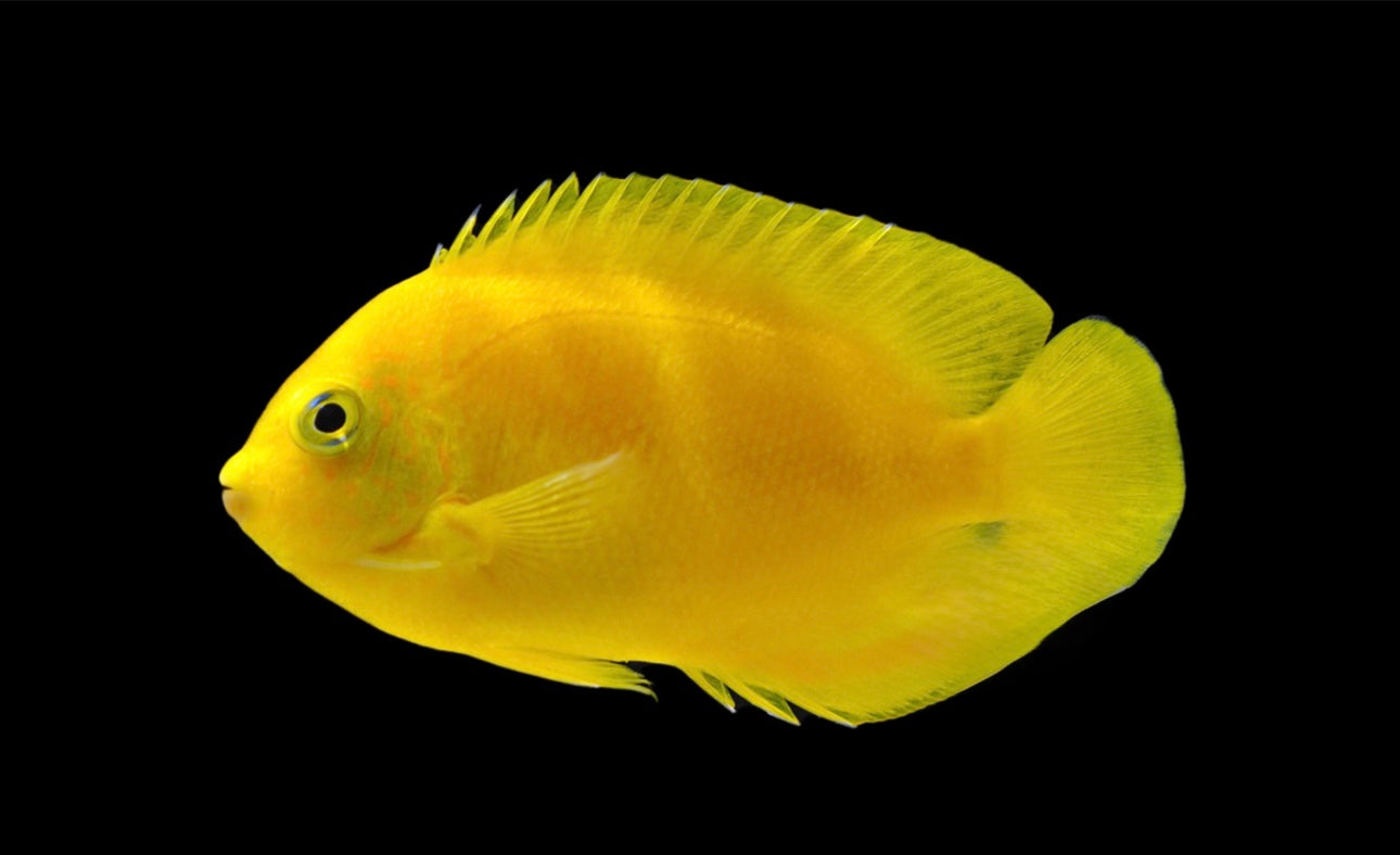Yellow Angel