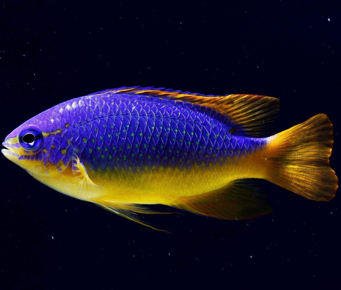 Blue Devil Damsel