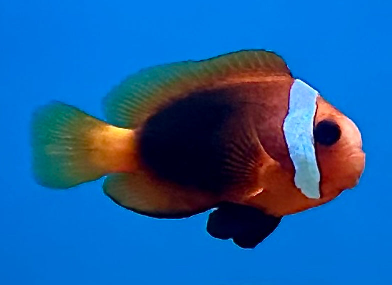 Cinnamon Clown